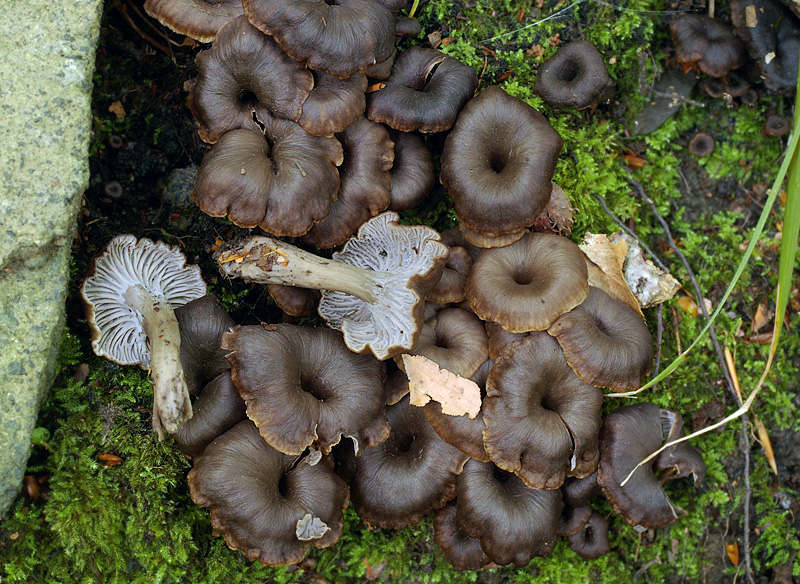 Cantharellus cinereus